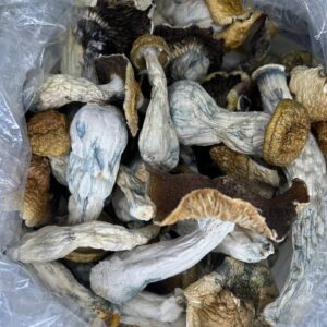 Albino Penis Envy Mushrooms