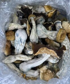 Albino Penis Envy Mushrooms